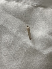 Fissicrambus mutabilis