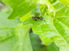 Odontomantis planiceps