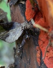 Latrodectus variolus