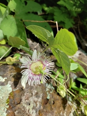 Passiflora bryonioides