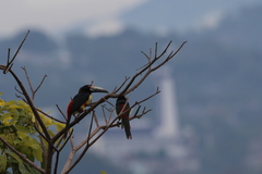 Pteroglossus torquatus