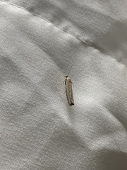 Fissicrambus mutabilis