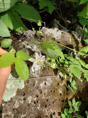 Passiflora bryonioides