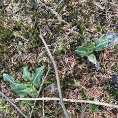 Goodyera oblongifolia