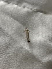 Fissicrambus mutabilis