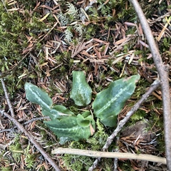 Goodyera oblongifolia