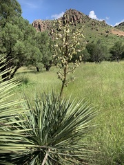 Yucca schottii