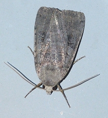 Xestia smithii