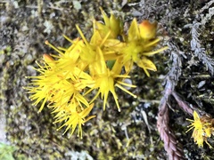 Sedum morrisonense