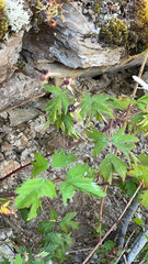 Rubus laciniatus