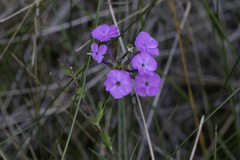 Phlox maculata