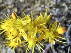 Sedum morrisonense