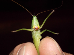 Neoconocephalus nebrascensis