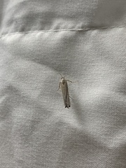 Fissicrambus mutabilis