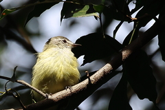 Myiopagis viridicata