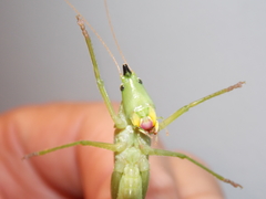 Neoconocephalus nebrascensis