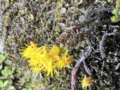 Sedum morrisonense