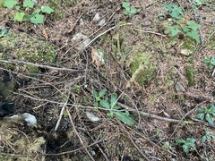 Goodyera oblongifolia