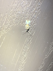 Stephanitis pyrioides