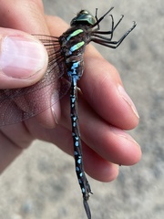 Aeshna tuberculifera