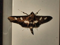 Desmia funeralis