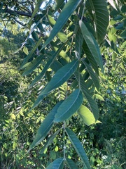 Juglans