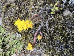 Sedum morrisonense