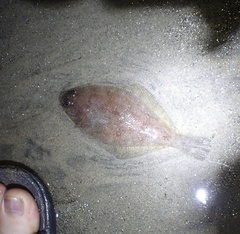 Citharichthys xanthostigma