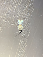 Stephanitis pyrioides