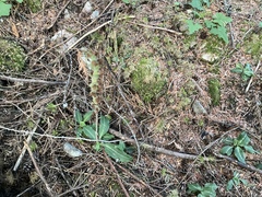 Goodyera oblongifolia
