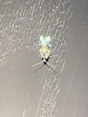 Stephanitis pyrioides