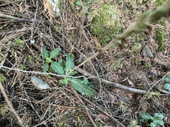Goodyera oblongifolia