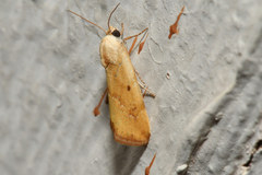 Acontiini