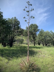 Agave palmeri