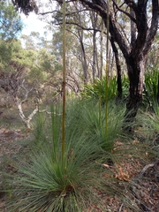Xanthorrhoea