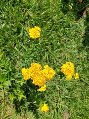 Tagetes lucida