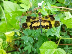 Rhyothemis variegata