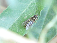 Eupeodes