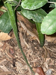 Elgaria multicarinata