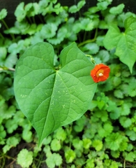 Ipomoea hederifolia