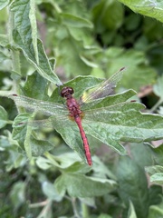 Sympetrum internum