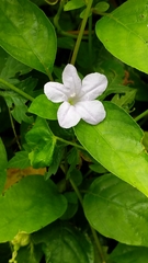 Ruellia prostrata