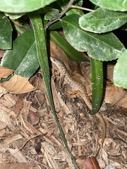 Elgaria multicarinata