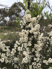 Cryptandra tomentosa