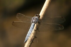 Orthetrum