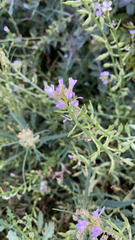 Cakile maritima