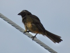 Saltator grandis