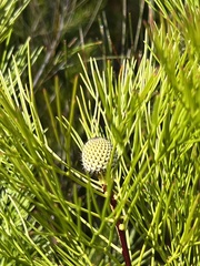 Isopogon anethifolius