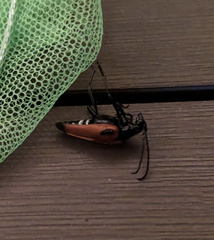 Stenelytrana emarginata