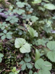 Neottia cordata